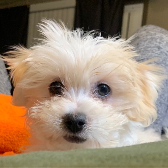 🙏❤️FINALLY a Healthy LITTLE boy! Thanks All!❤️🙏 - Picture 16 of 16